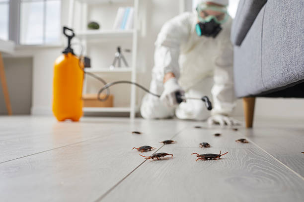 Trusted Rodent Control service in West St. Paul, MN - Nex Pest Control